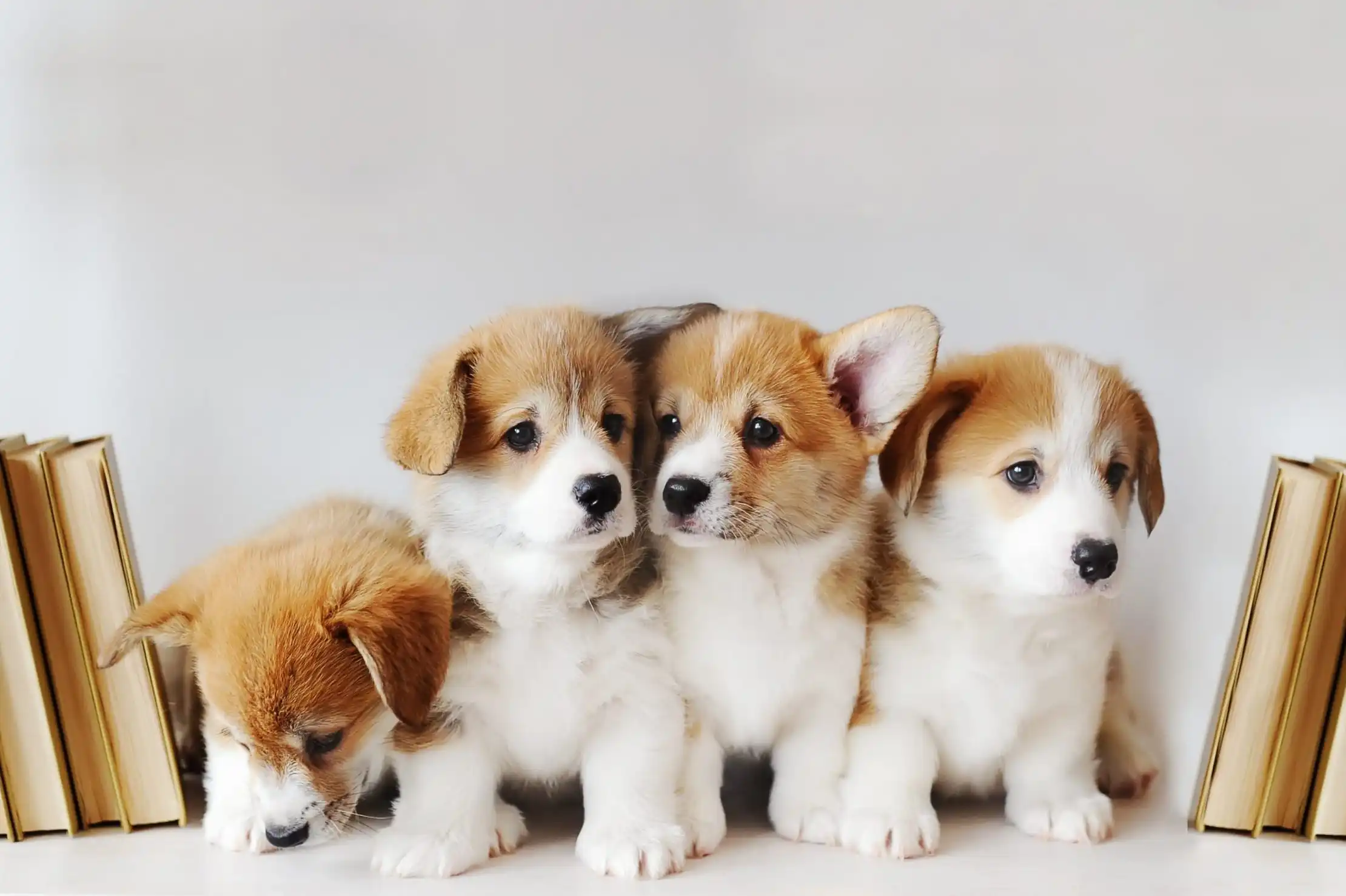Four Pembroke Welsh Corgi puppies, mostly white with shades of brown and tan, are lined up in front of a plain white background. On the far left, one puppy is looking down, with its nose close to the surface it's on, and its ears are flopped over. The three puppies to its right are all looking generally forward with their ears perked up. They have dark eyes and little black noses. Two stacks of books with golden spines flank the group of puppies, one on each side. The overall image is bright and endearing.